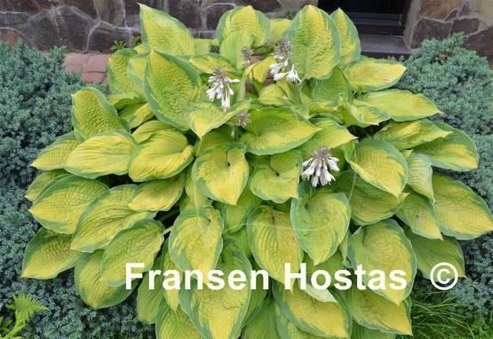 Hosta Inniswood